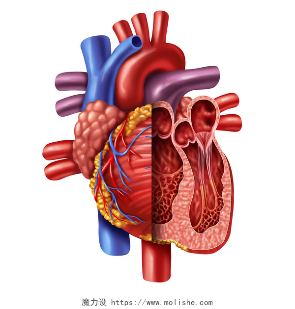 人体心脏特写动画图从一个白色背景的健康身体中解剖一个心脏横断面，作为一种三维图例式内心血管器官的医疗保健符号.